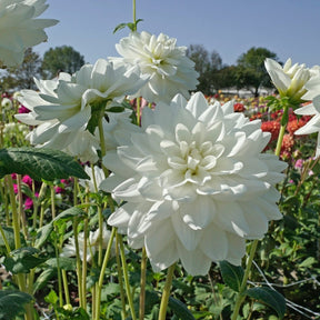 Dahlia Eternal Snow - Dahlias - Fluwel
