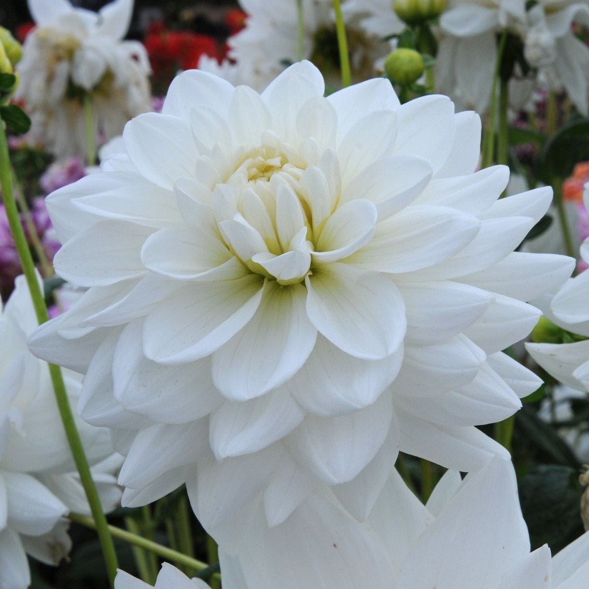 Dahlia Eternal Snow - witte dahlia - Fluwel