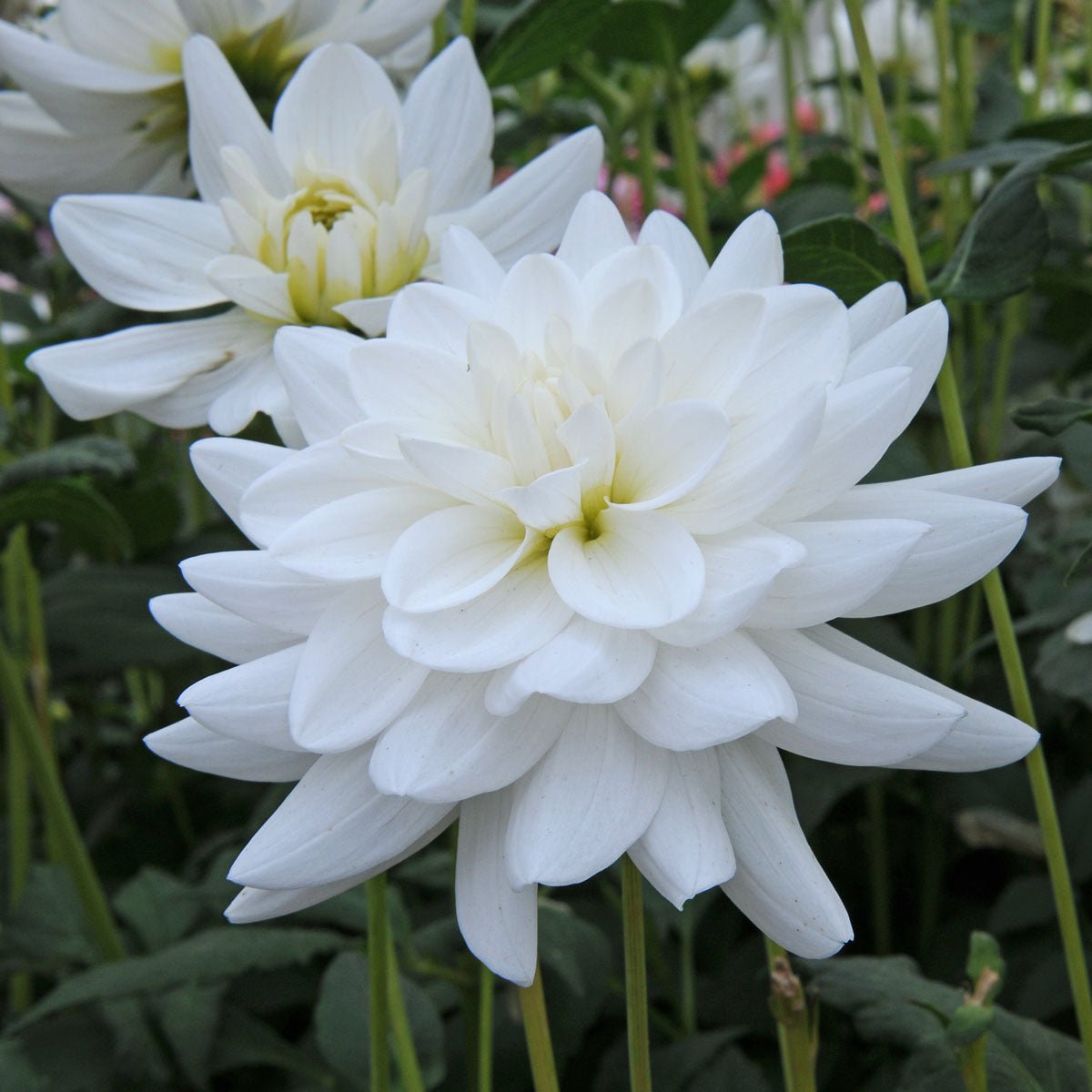 Dahlia Eternal Snow - witte dahlia - Fluwel