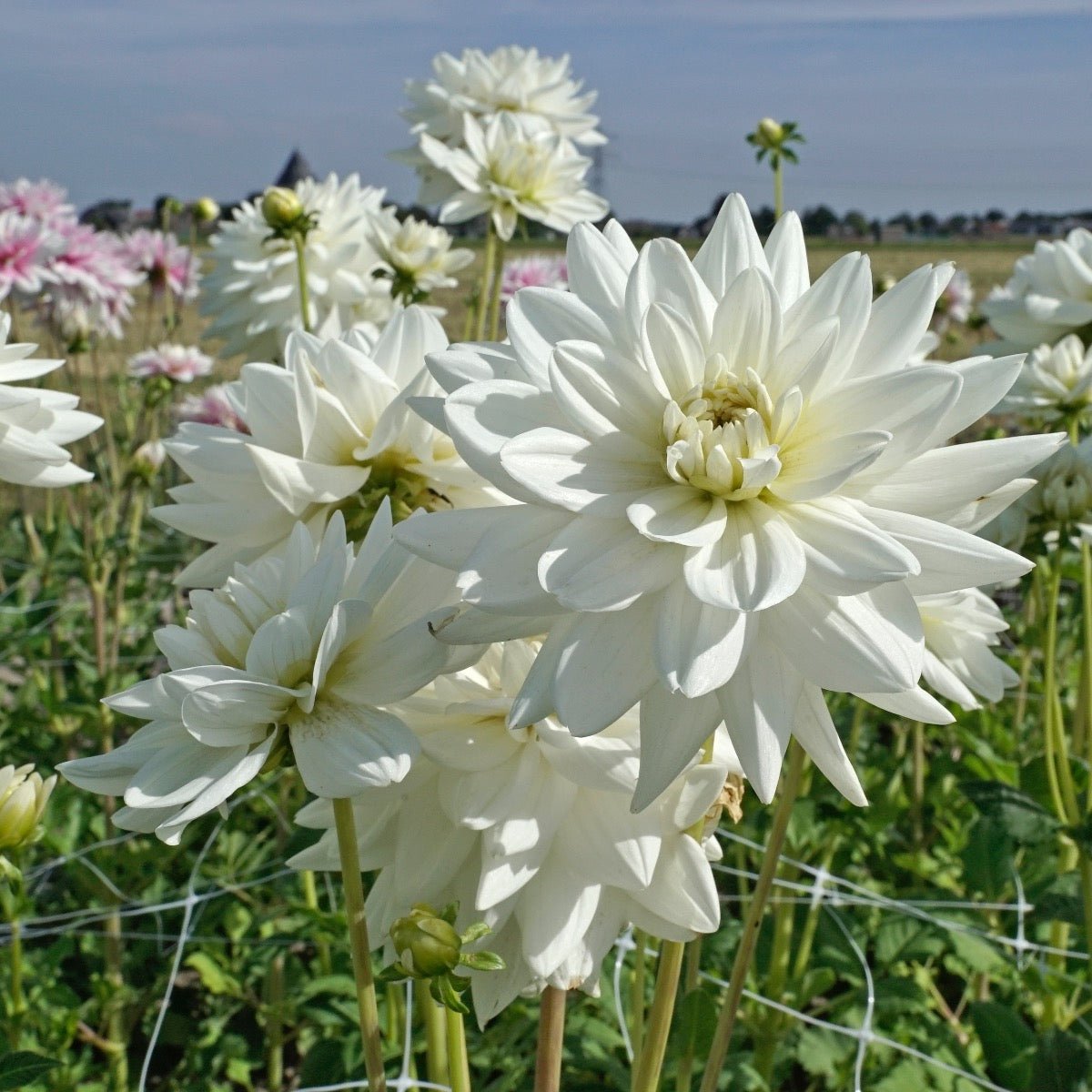 Dahlia Eternal Snow - witte dahlia - Fluwel