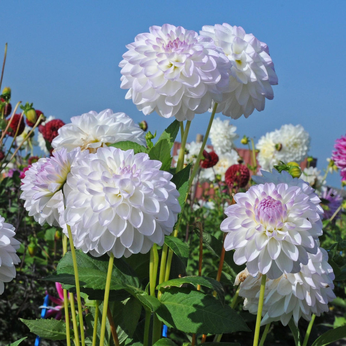 Dahlia Eveline - meerkleurige dahlia - Fluwel