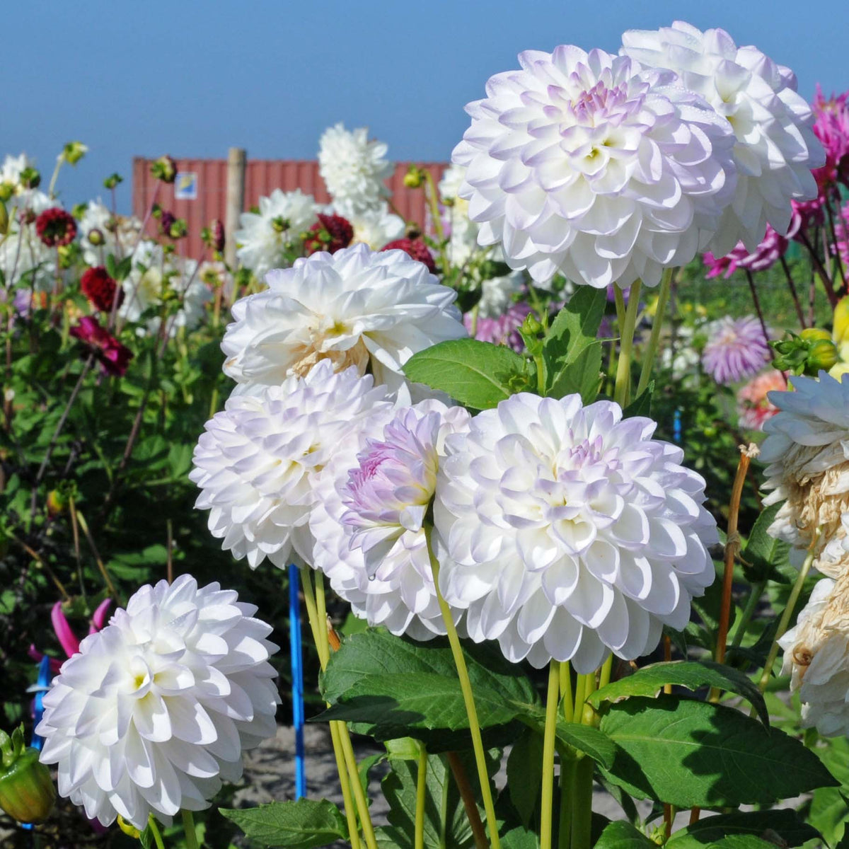 Dahlia Eveline - meerkleurige dahlia - Fluwel