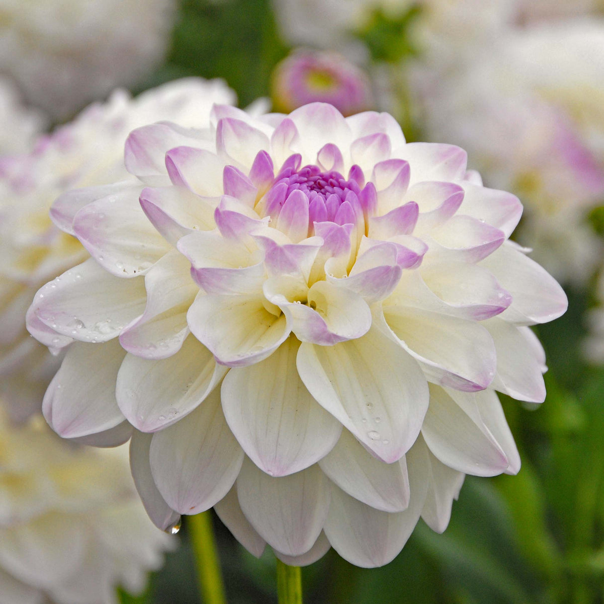 Dahlia Eveline - meerkleurige dahlia - Fluwel