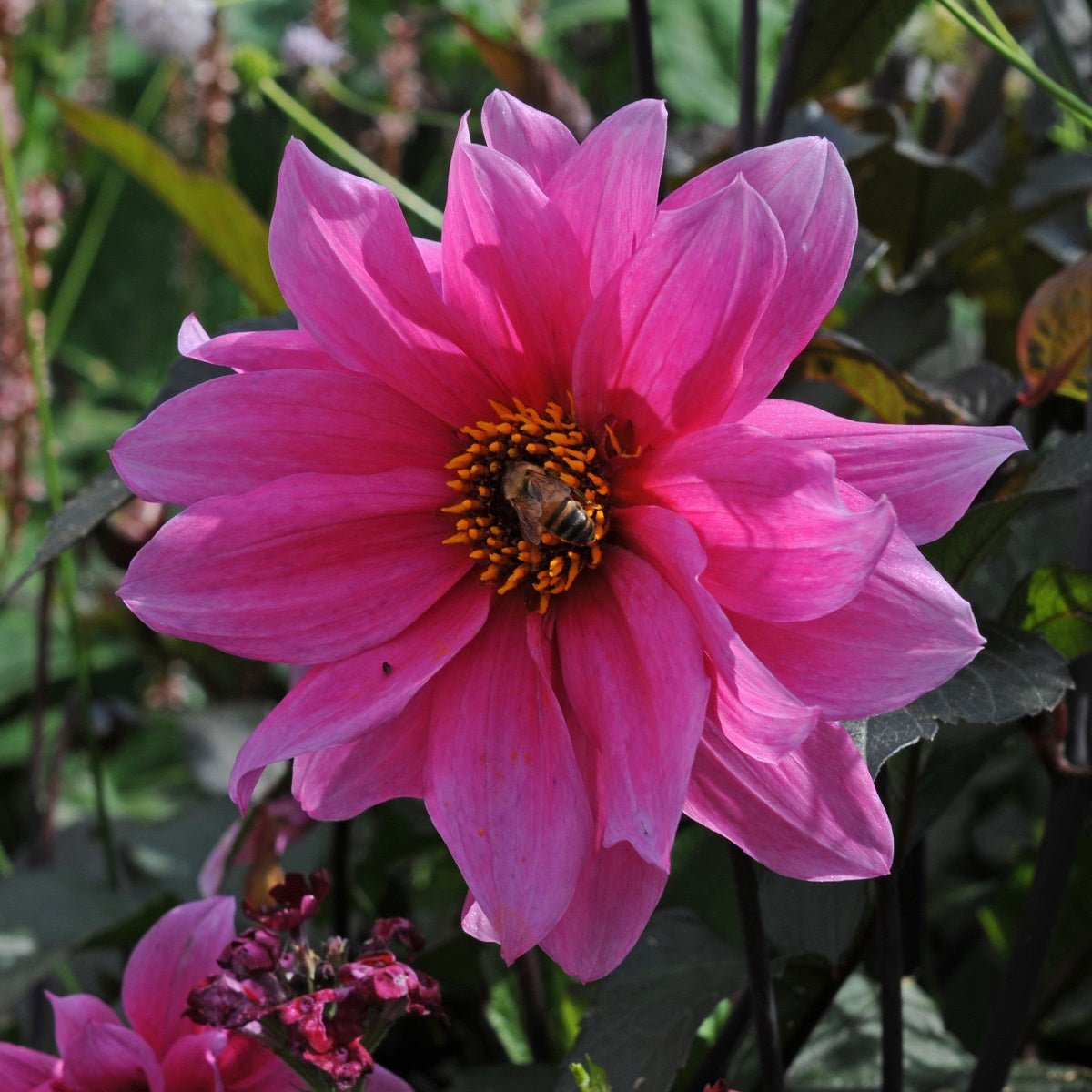 Dahlia Fascination - paarse dahlia - Fluwel