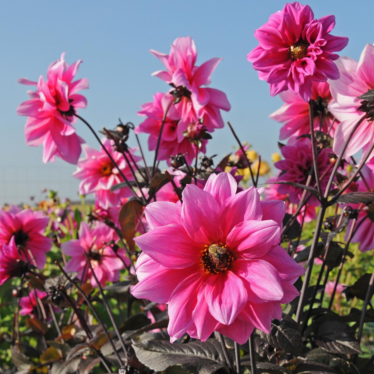 Dahlia Fascination - paarse dahlia - Fluwel