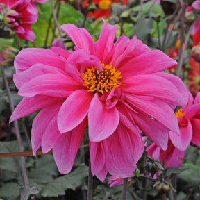 Dahlia Fascination - Dahlias - Fluwel