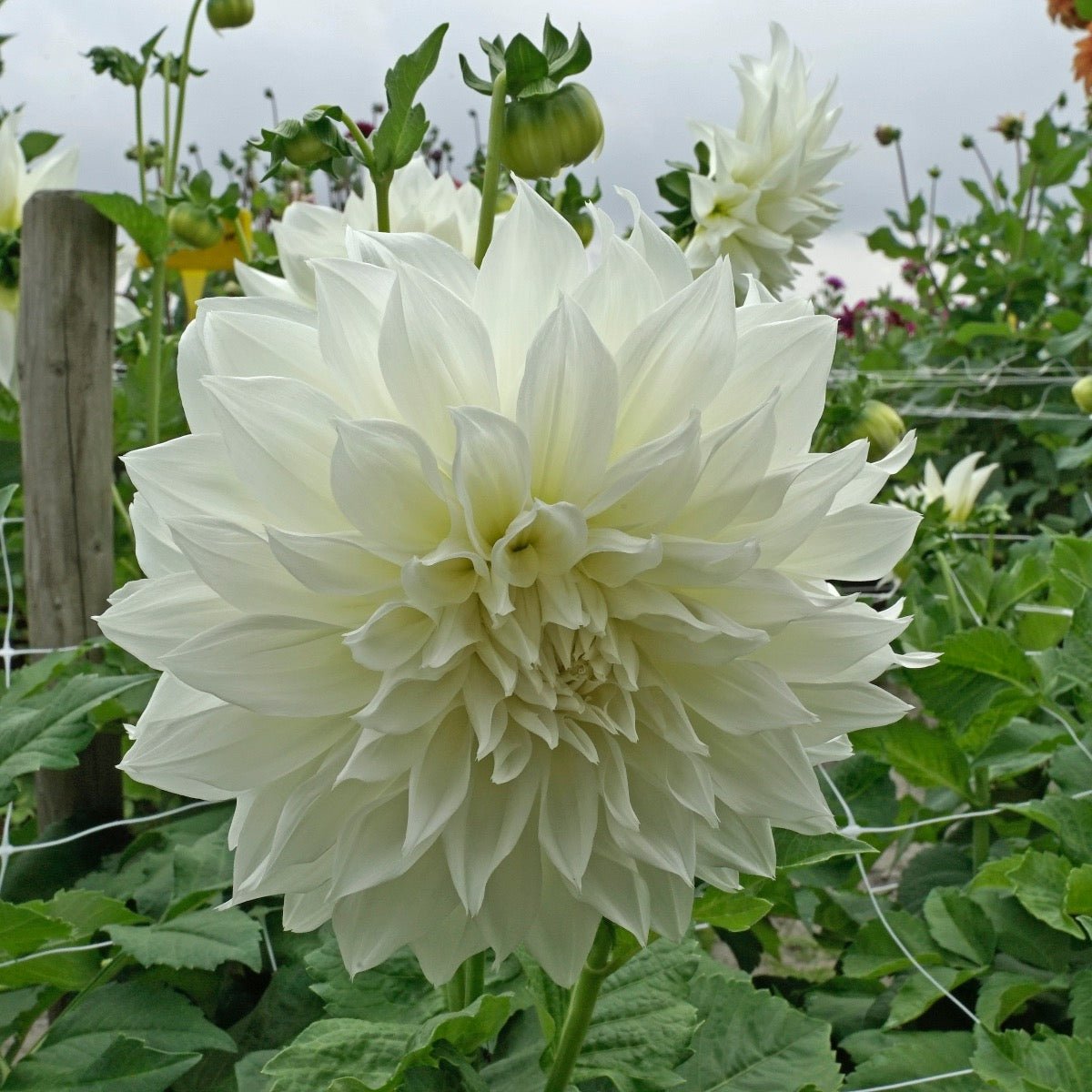 Dahlia Fleurel - witte dahlia - Fluwel