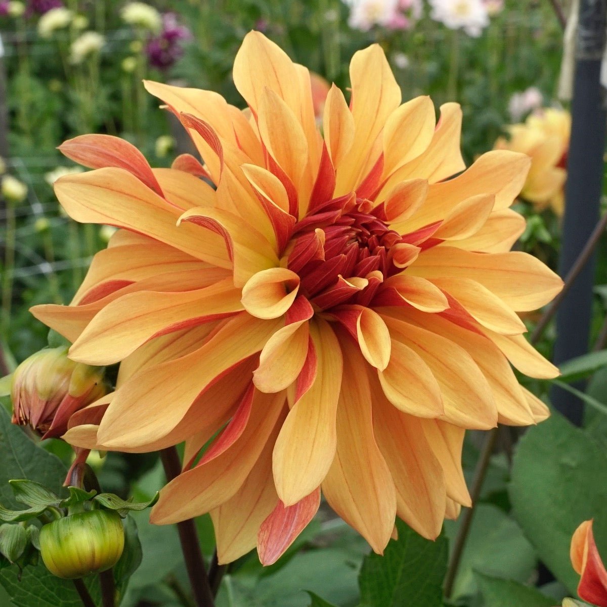 Dahlia French Cancan - meerkleurige dahlia - Fluwel