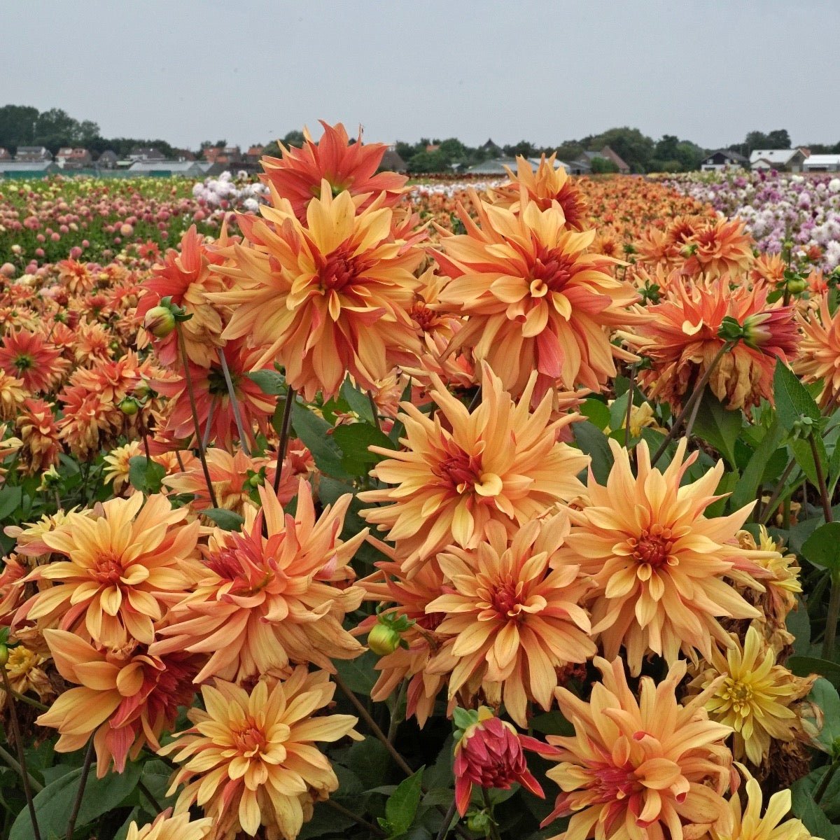 Dahlia French Cancan - meerkleurige dahlia - Fluwel