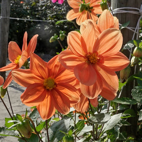 Dahlia G.F. Hemerik - Dahlias - Fluwel