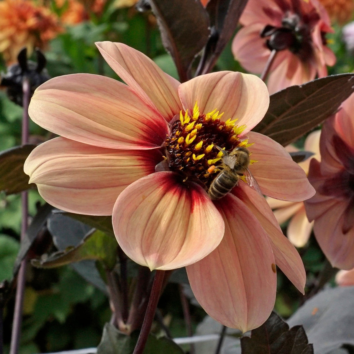 Dahlia Happy Single Kiss - meerkleurige dahlia - Fluwel