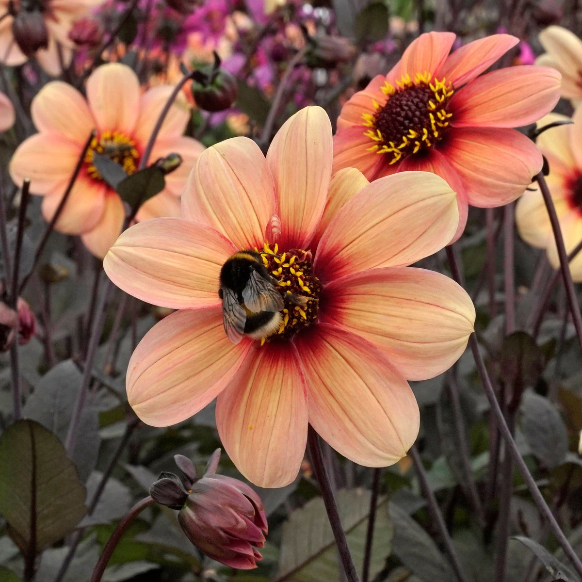 Dahlia Happy Treesome - Dahlias - Fluwel