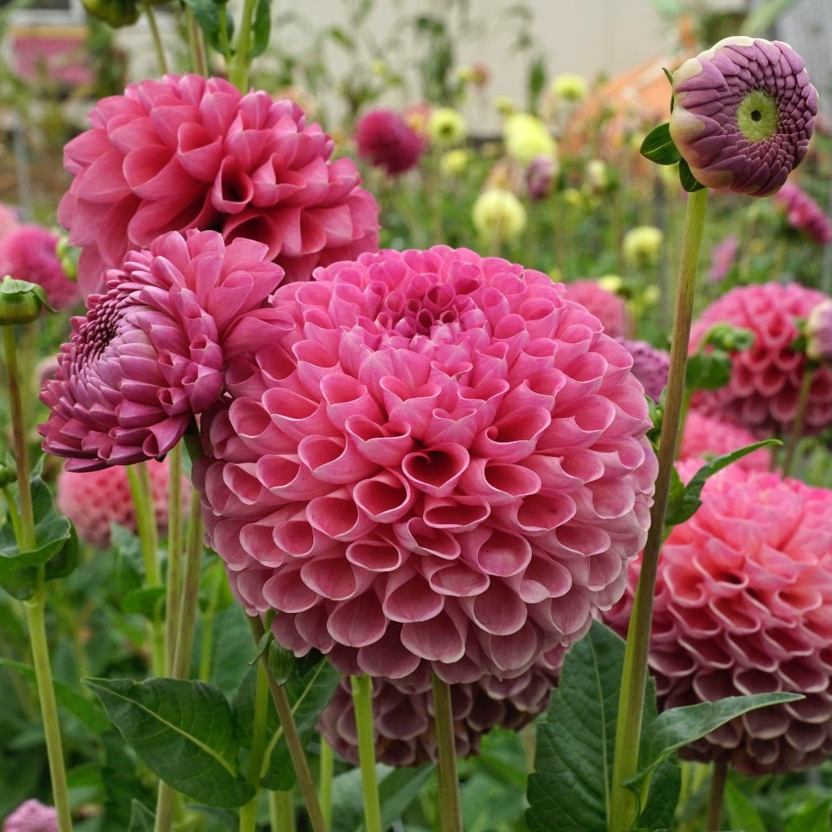 Dahlia Jowey Frambo - roze dahlia - Fluwel