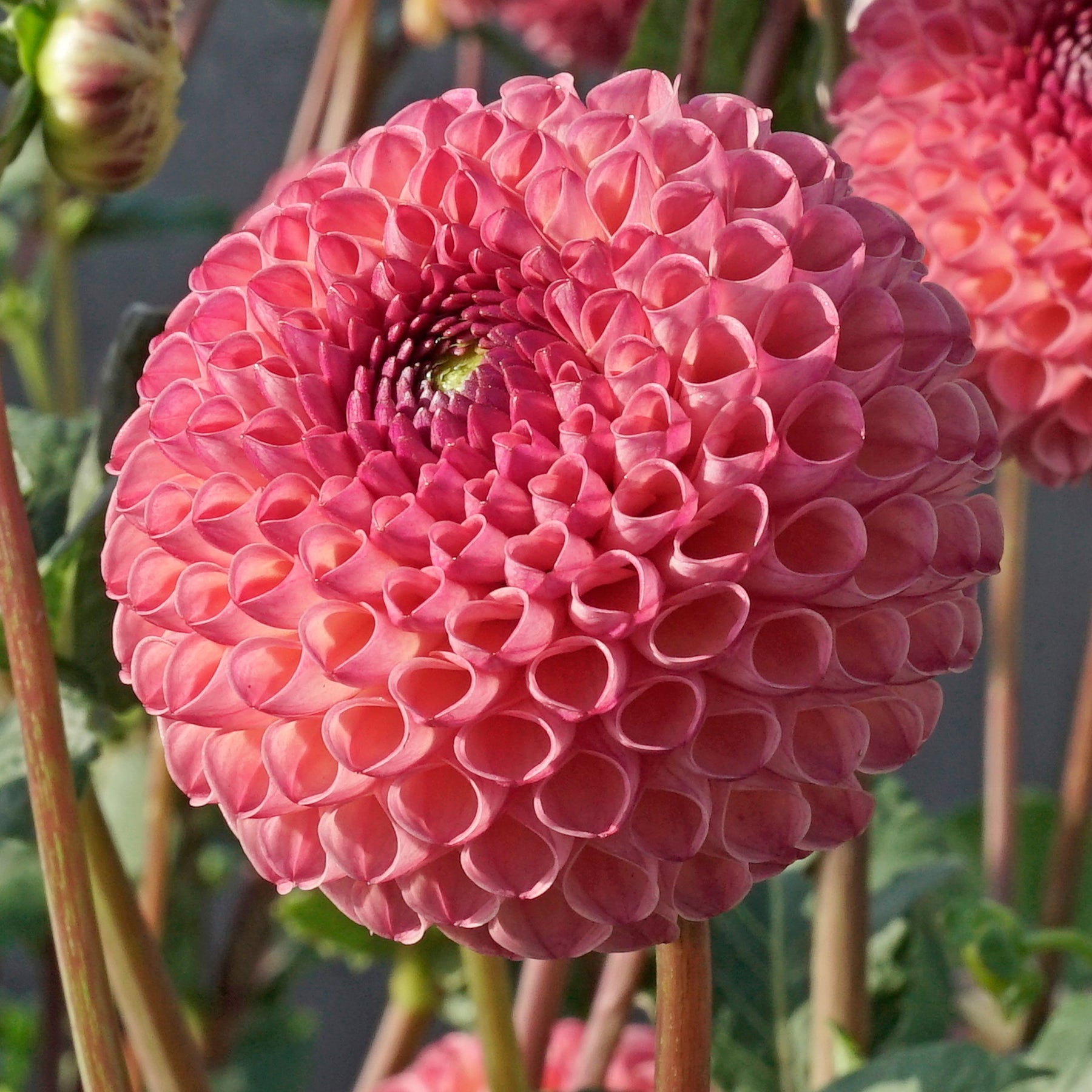 Dahlia Jowey Winnie - Dahlias - Fluwel