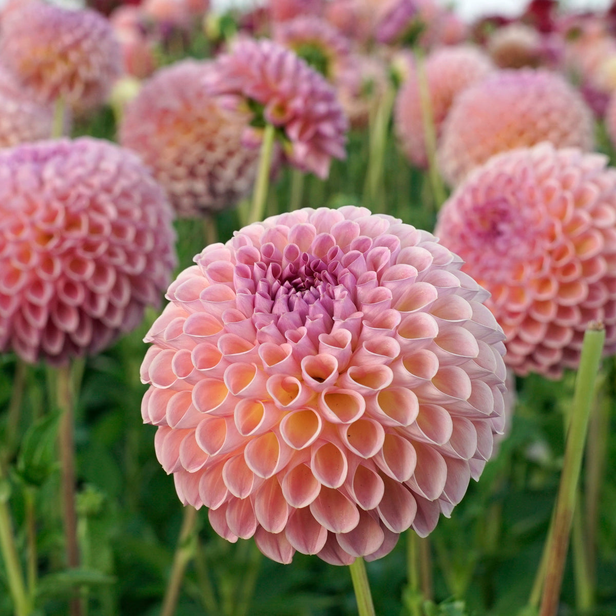 Dahlia Jowey Winnie - roze dahlia - Fluwel
