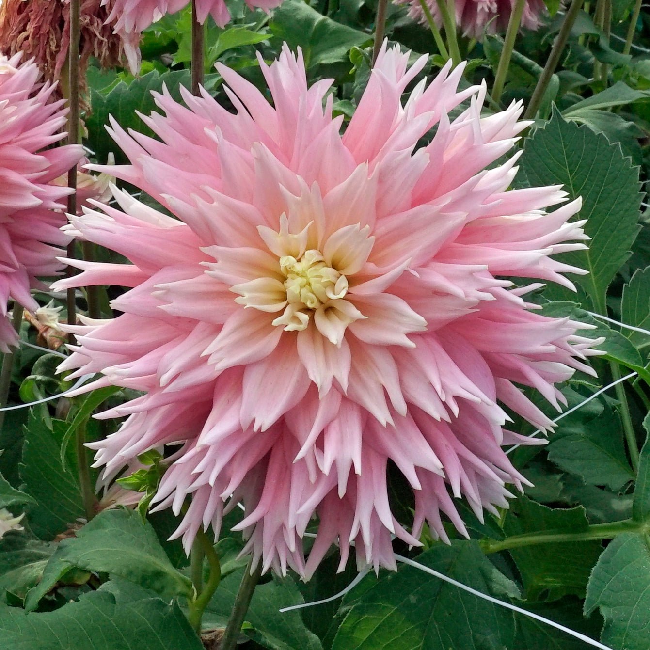 Dahlia Just Married - roze dahlia - Fluwel