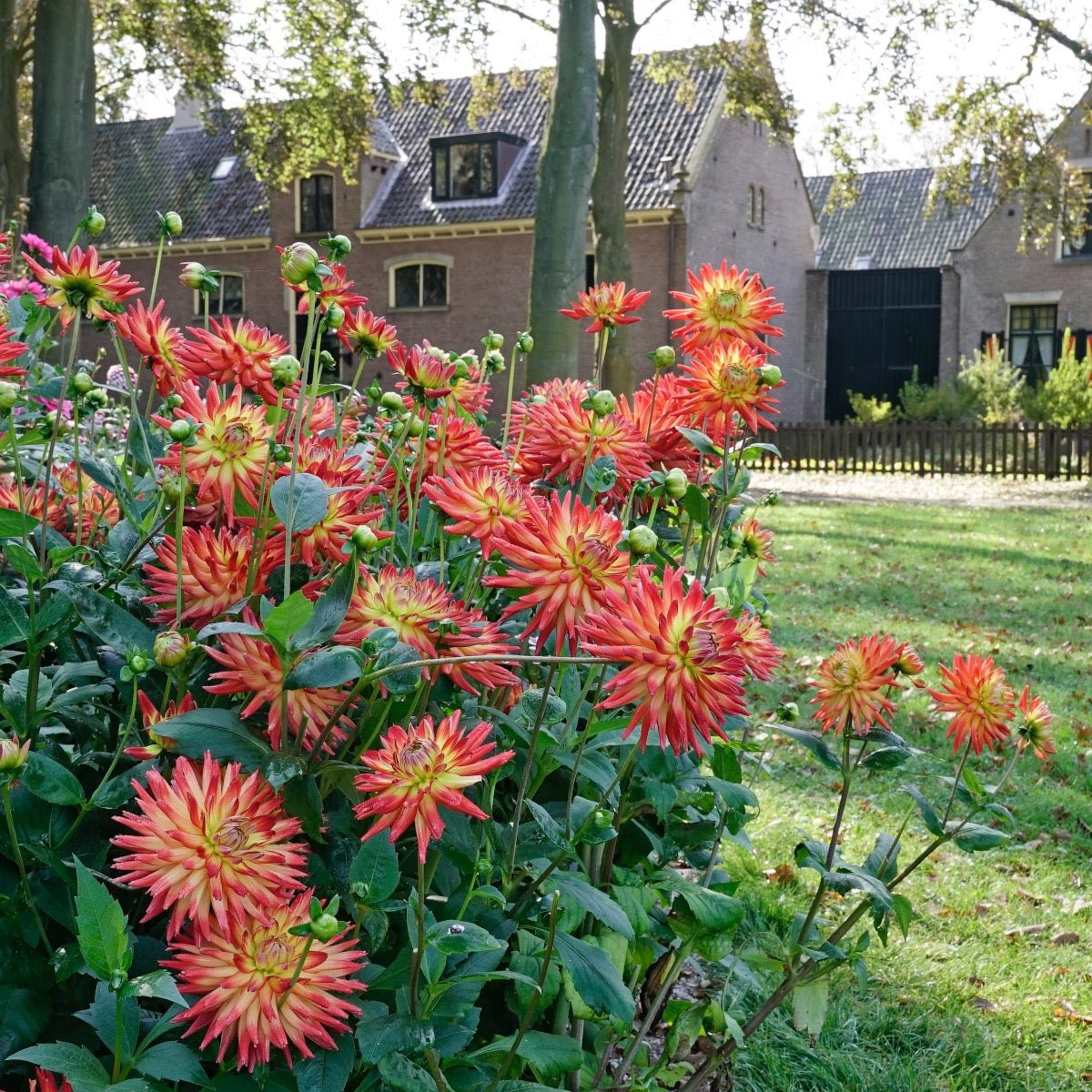 Dahlia Karma Bon Bini - meerkleurige dahlia - Fluwel