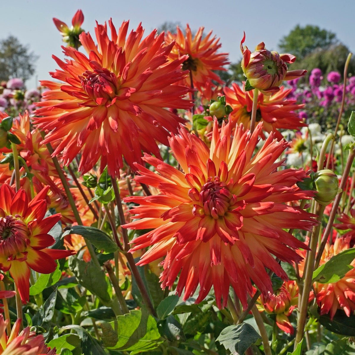Dahlia Karma Bon Bini - meerkleurige dahlia - Fluwel