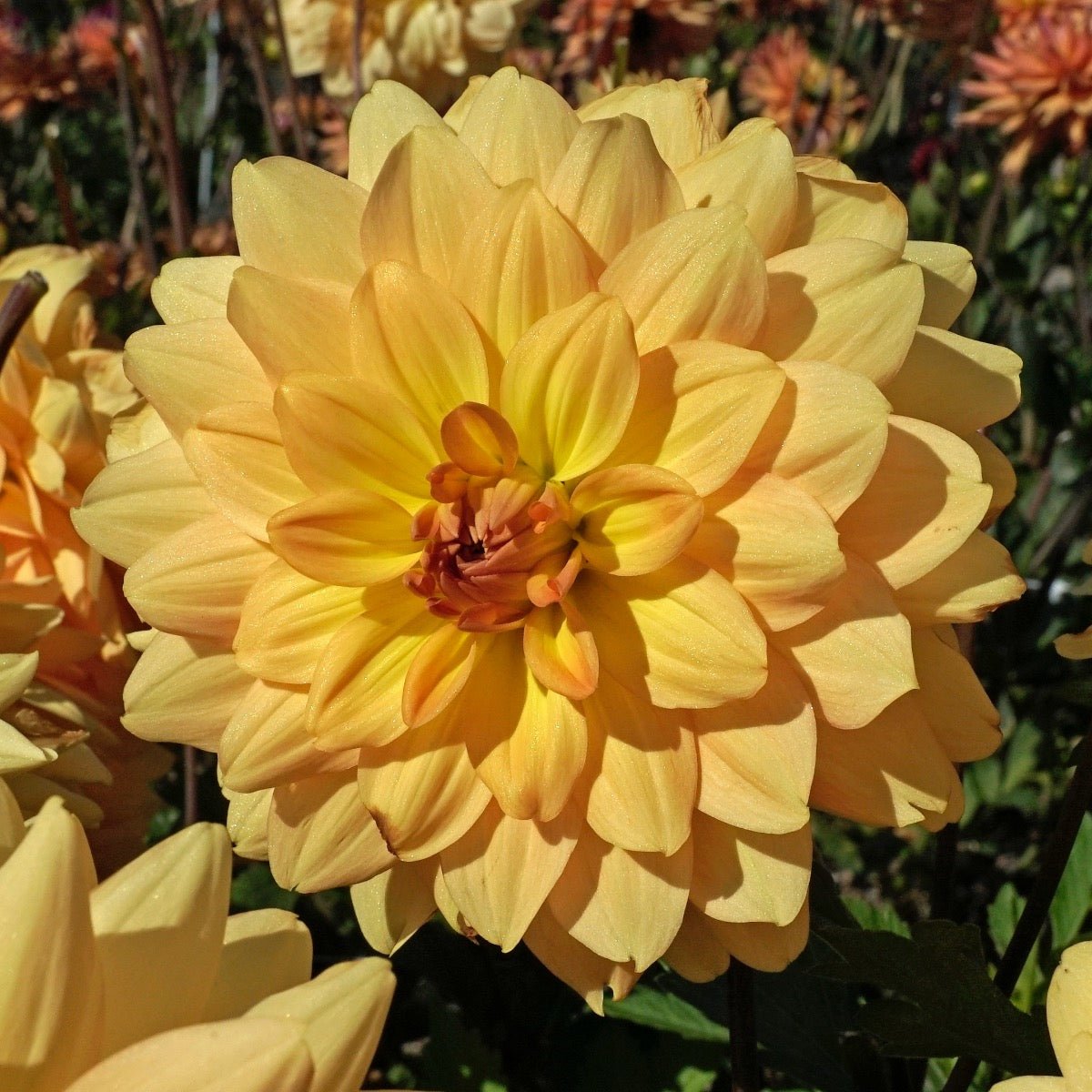 Dahlia Karma Gold - Dahlias - Fluwel