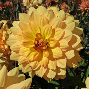 Dahlia Karma Gold - Dahlias - Fluwel