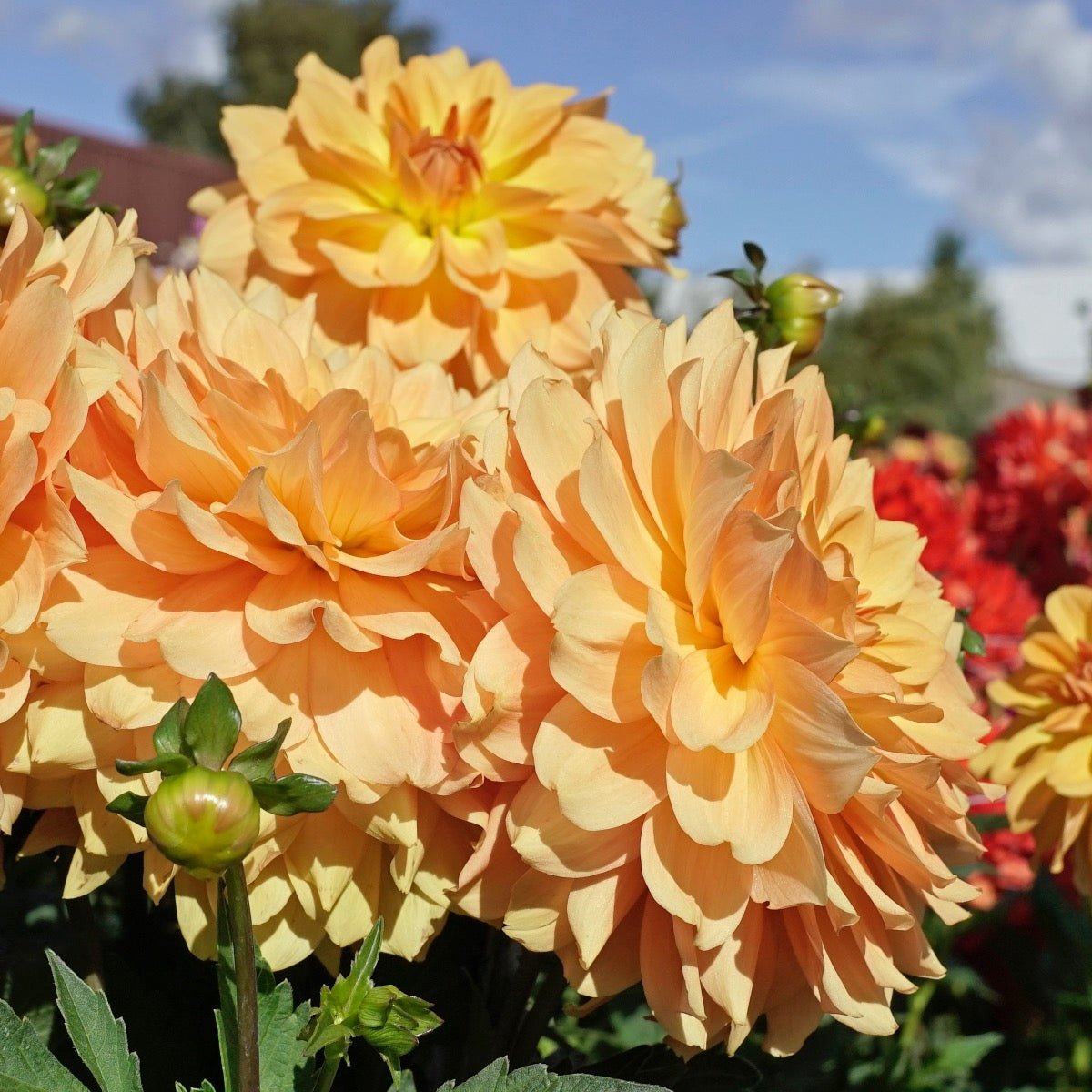 Dahlia Karma Gold - gele dahlia - Fluwel