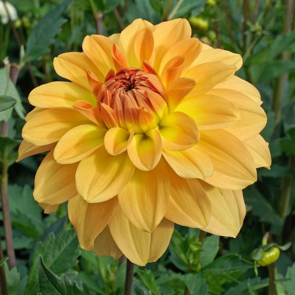 Dahlia Karma Gold - Dahlias - Fluwel