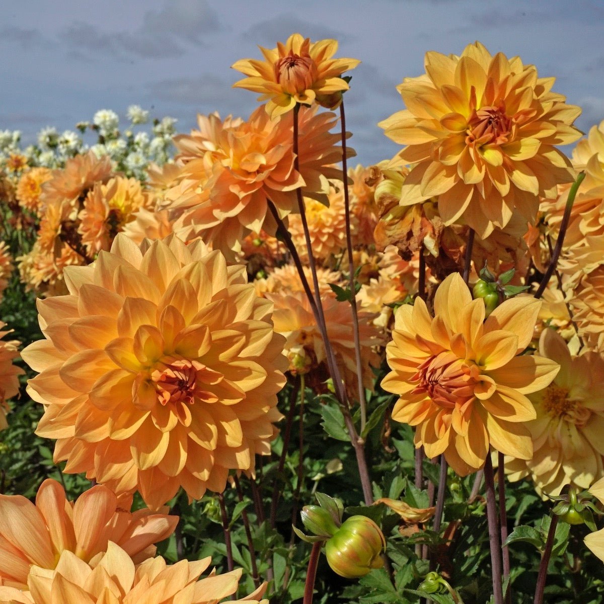 Dahlia Karma Gold - gele dahlia - Fluwel
