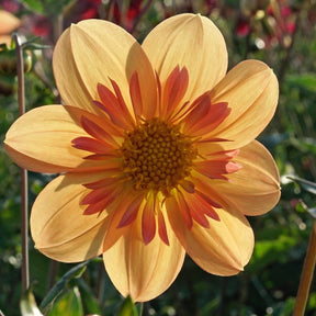 Dahlia Kelsey Annie Joy - Dahlias - Fluwel