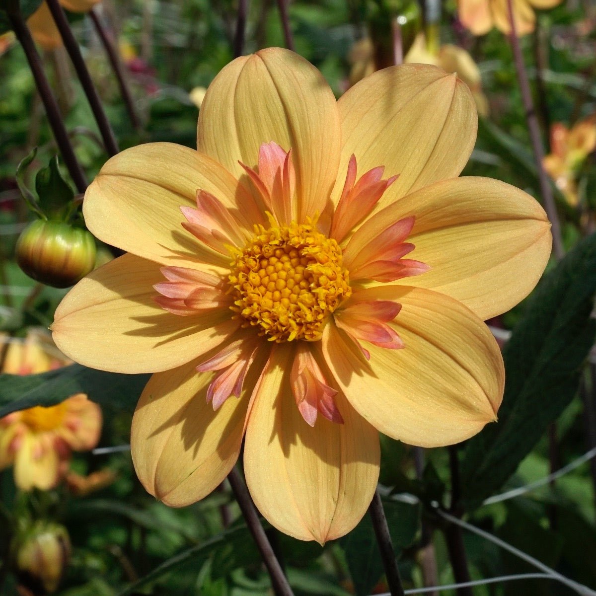 Dahlia Kelsey Annie Joy - meerkleurige dahlia - Fluwel