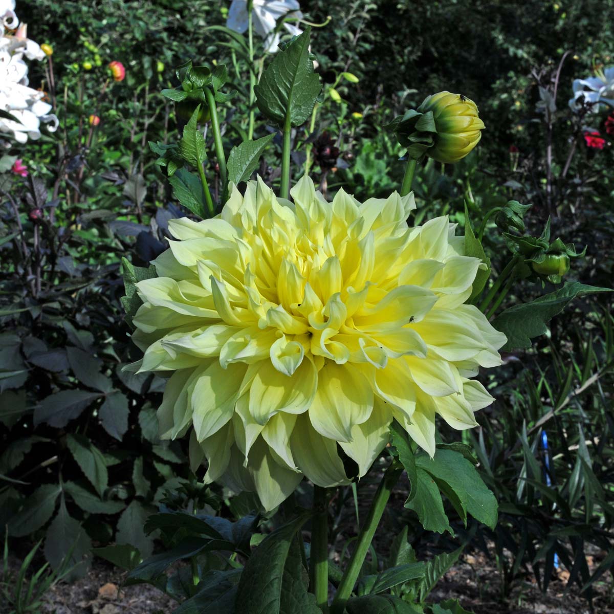 Dahlia Kelvin Floodlight - gele dahlia - Fluwel