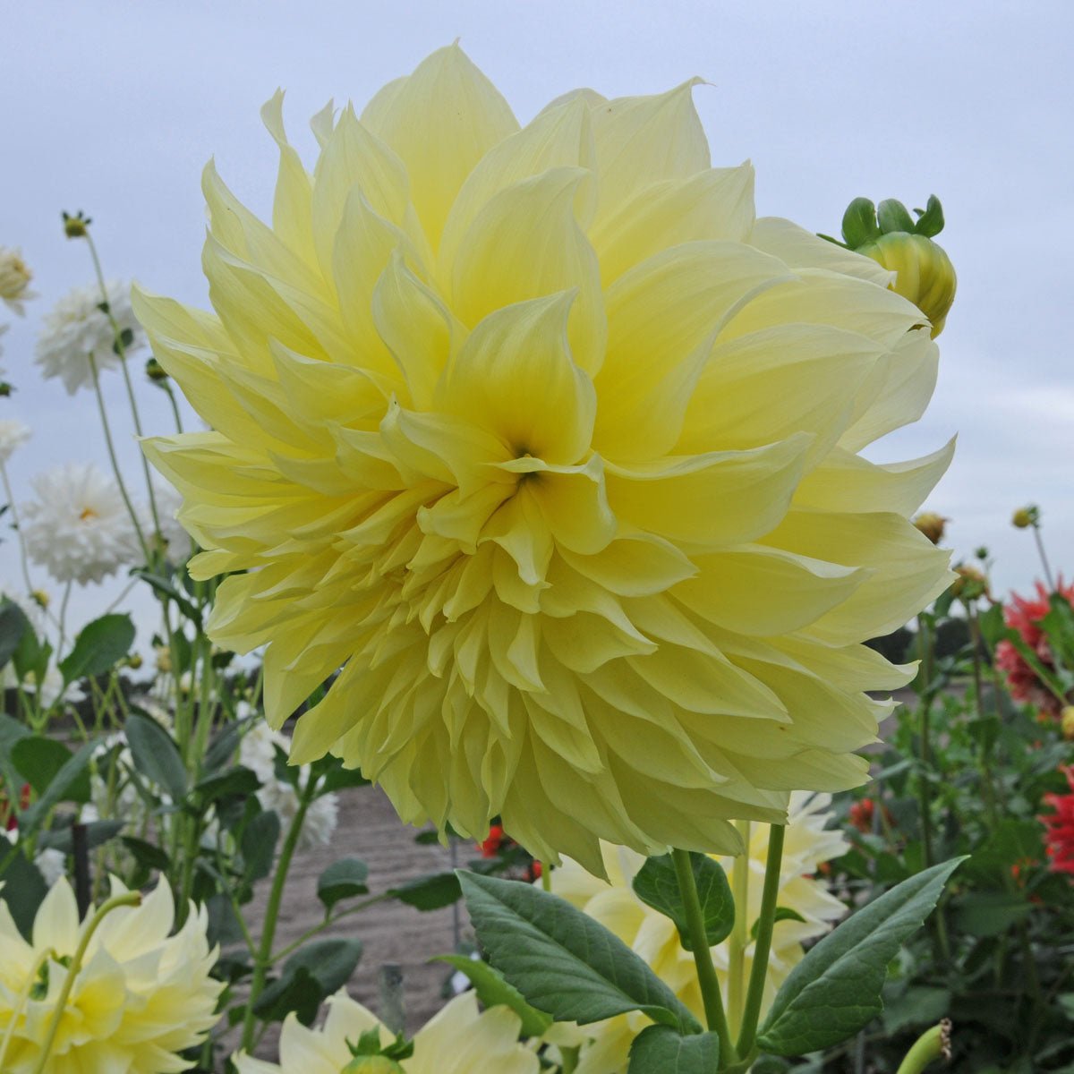 Dahlia Kelvin Floodlight - Dahlias - Fluwel