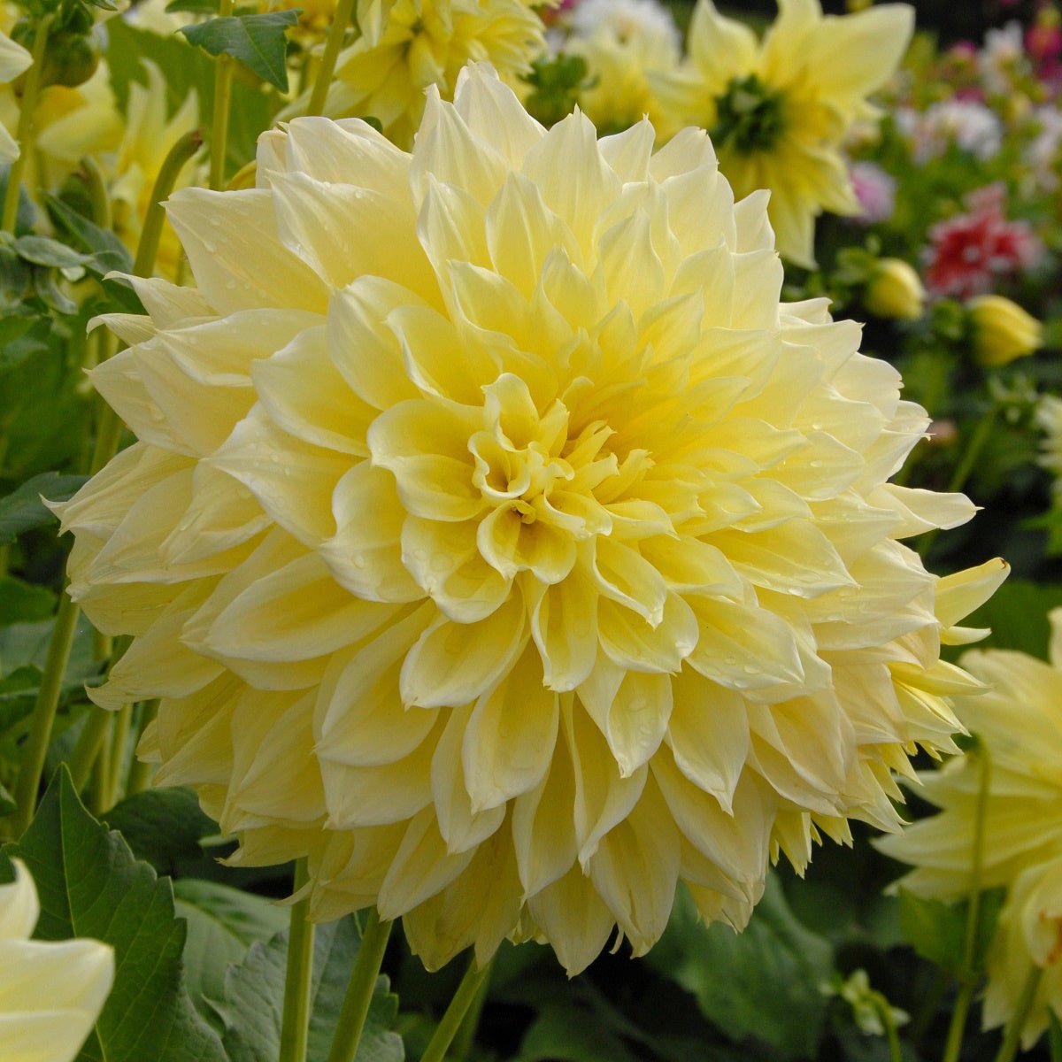 Dahlia Kelvin Floodlight - Dahlias - Fluwel