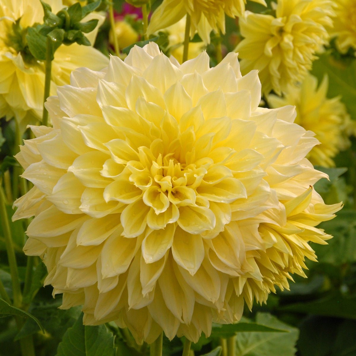 Dahlia Kelvin Floodlight - gele dahlia - Fluwel