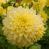 Dahlia Kelvin Floodlight - Dahlias - Fluwel