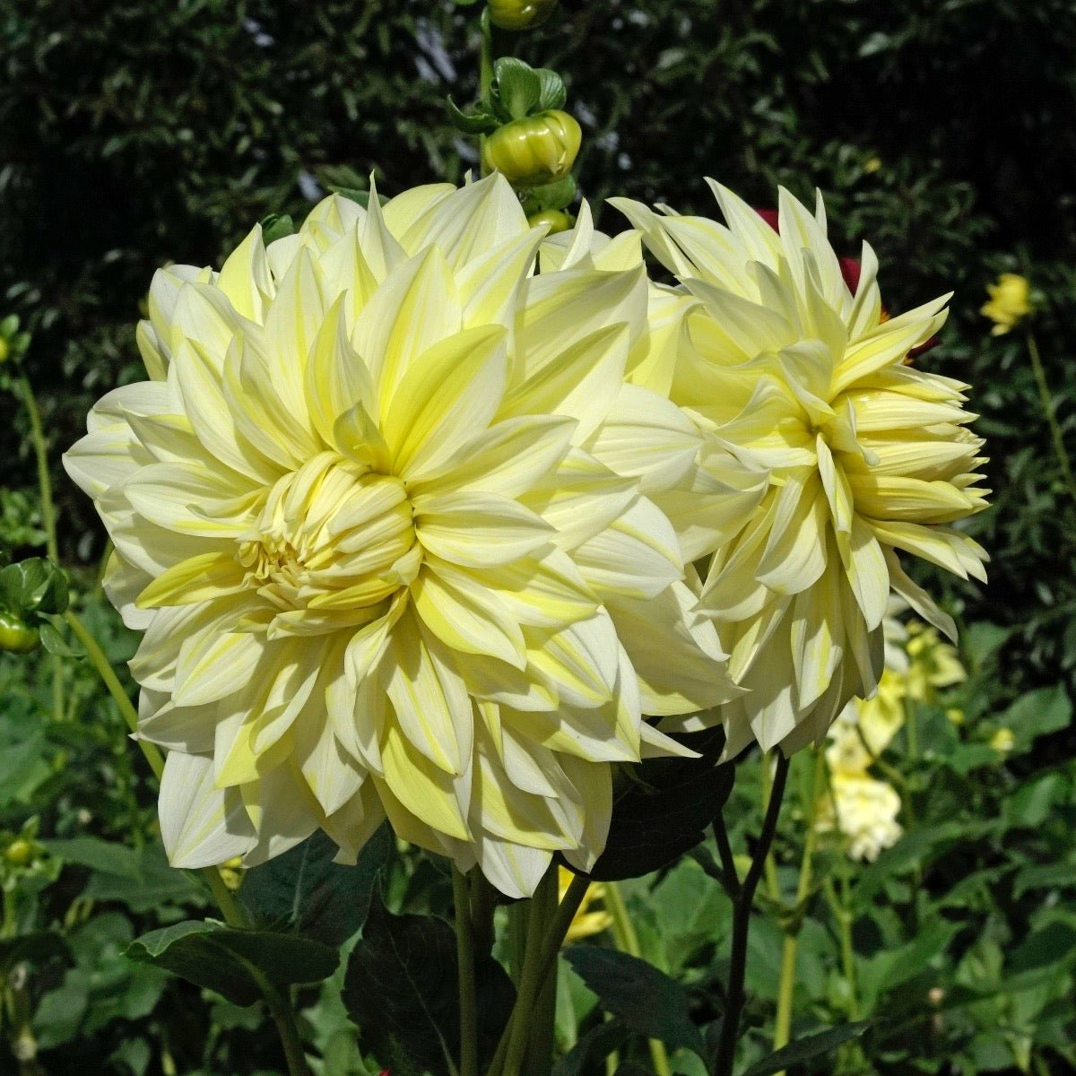 Dahlia La Luna - gele dahlia - Fluwel