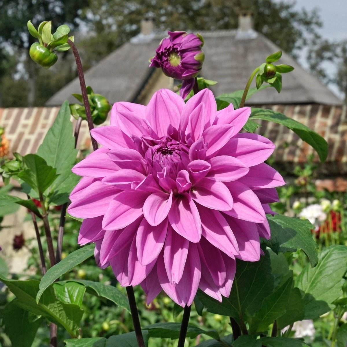 Dahlia Lilac Time - paarse dahlia - Fluwel