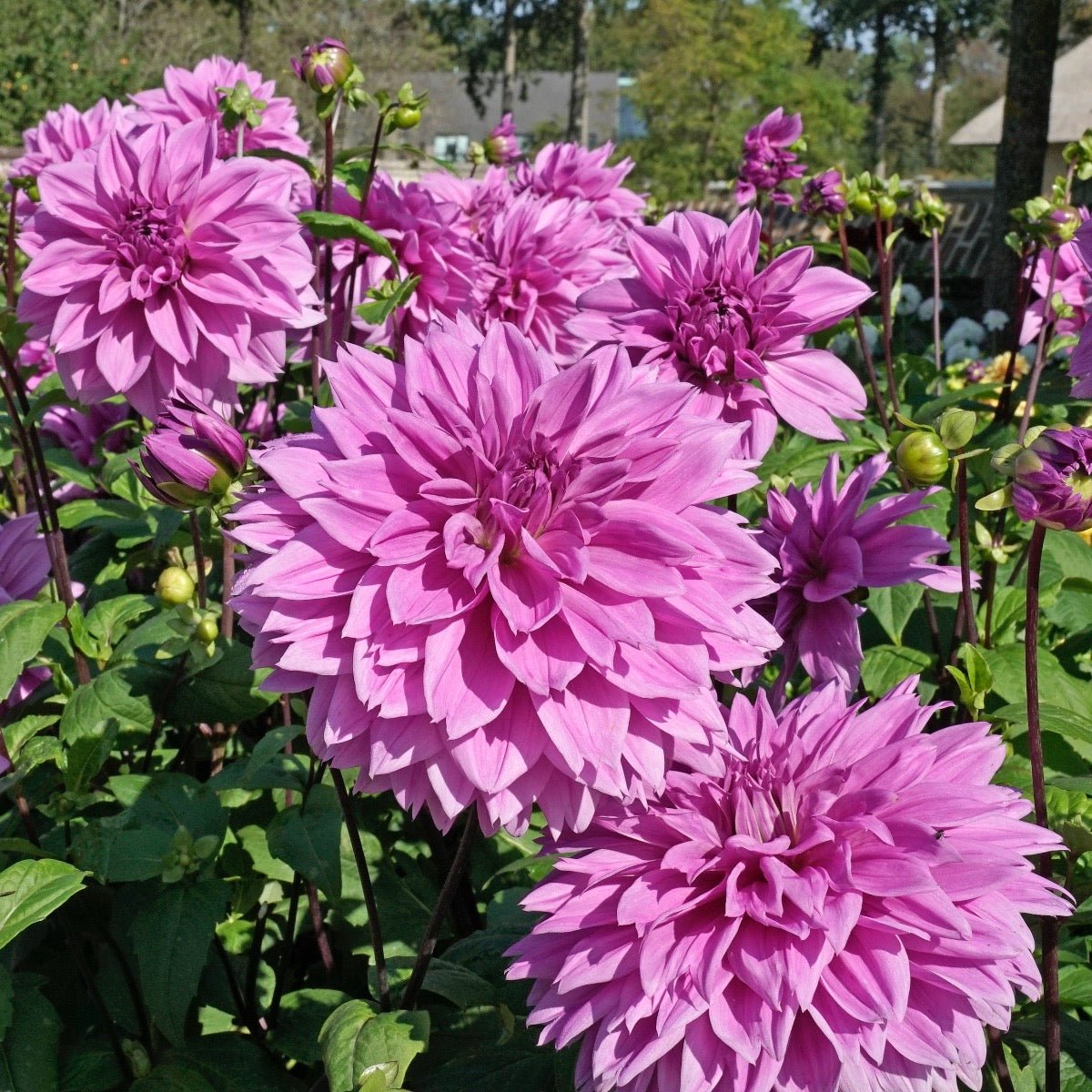 Dahlia Lilac Time - paarse dahlia - Fluwel
