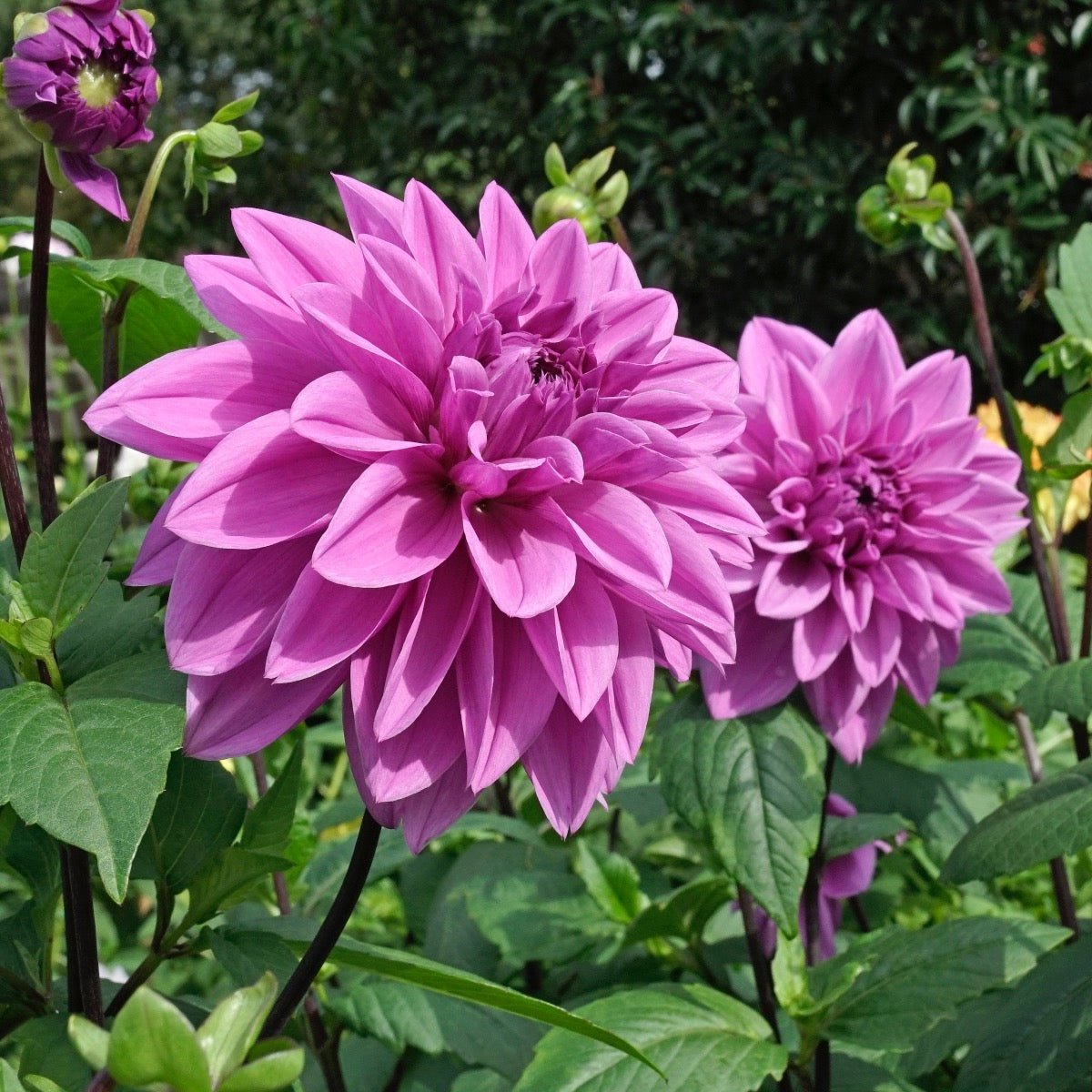 Dahlia Lilac Time - paarse dahlia - Fluwel