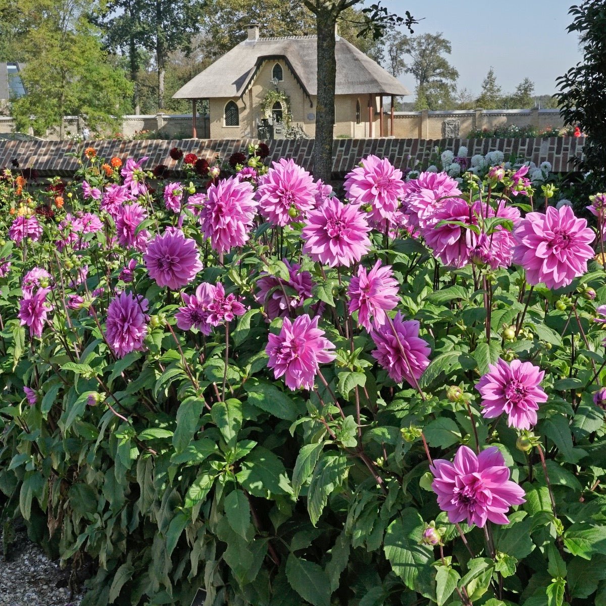 Dahlia Lilac Time - paarse dahlia - Fluwel