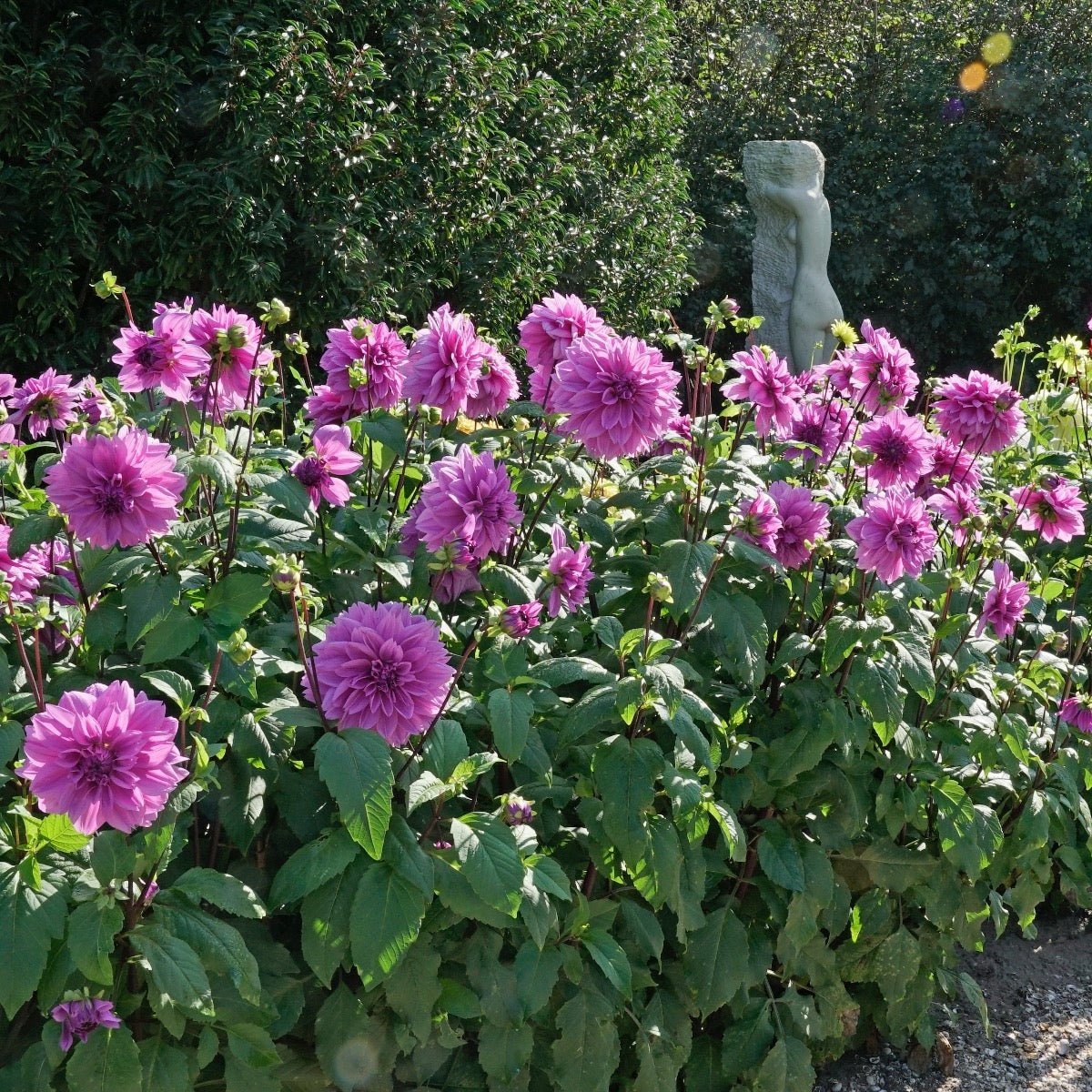 Dahlia Lilac Time - paarse dahlia - Fluwel