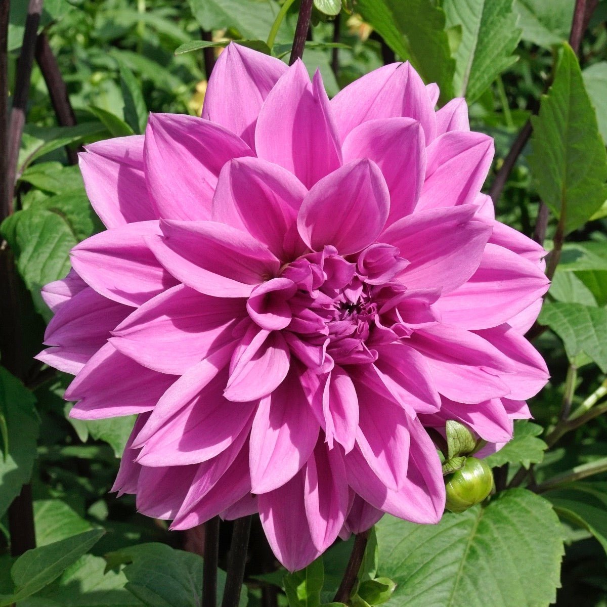 Dahlia Lilac Time - paarse dahlia - Fluwel