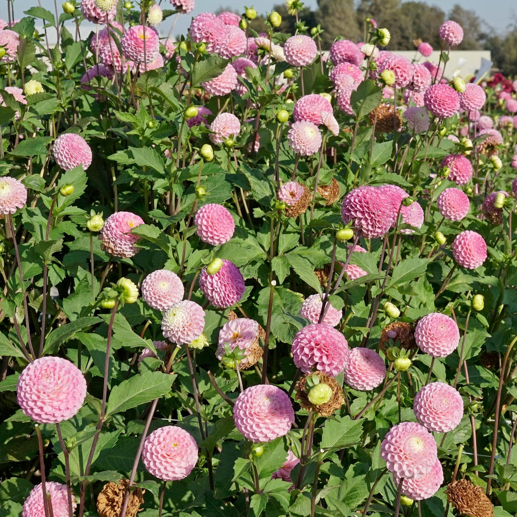 Dahlia Maaike - Dahlias - Fluwel