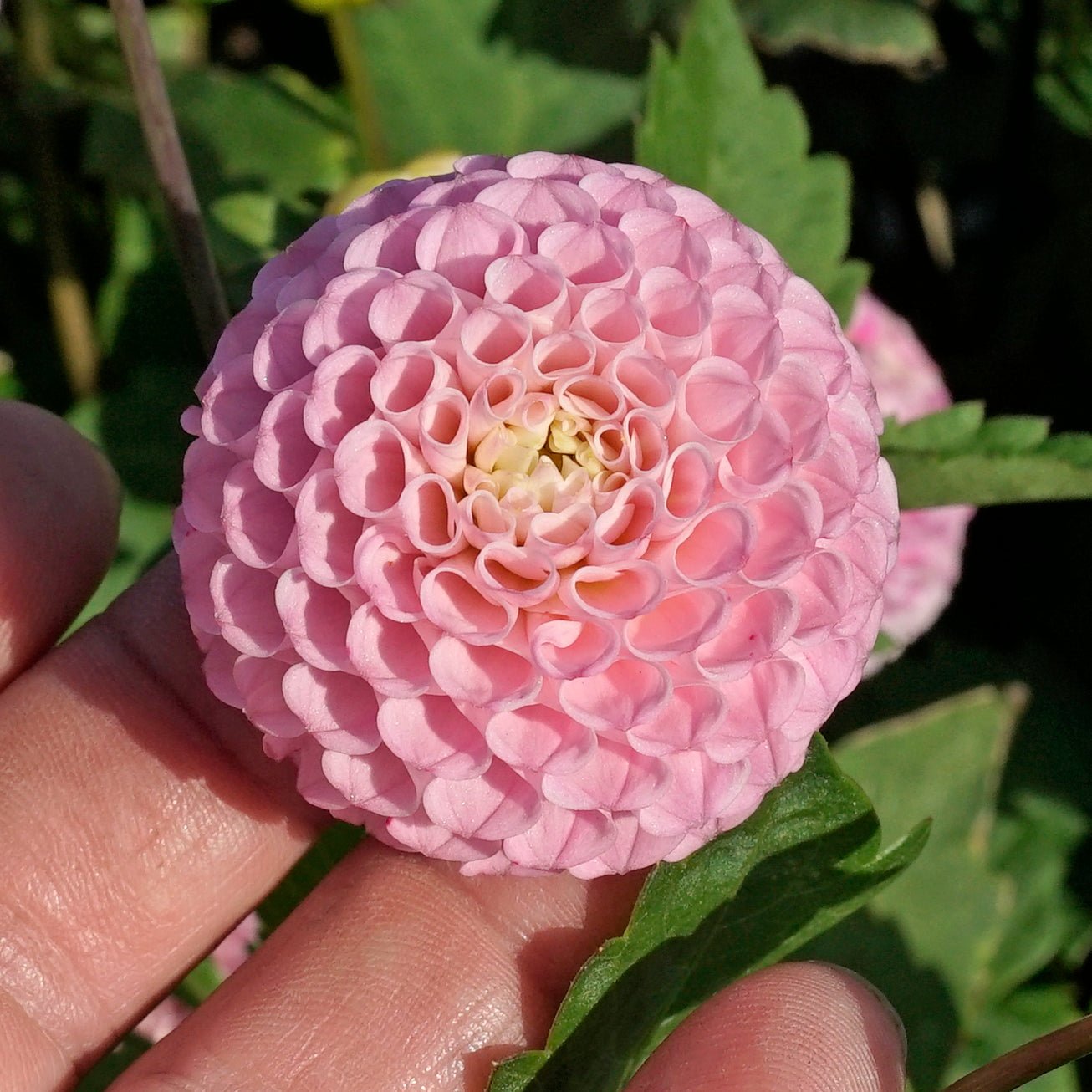 Dahlia Maaike - Dahlias - Fluwel
