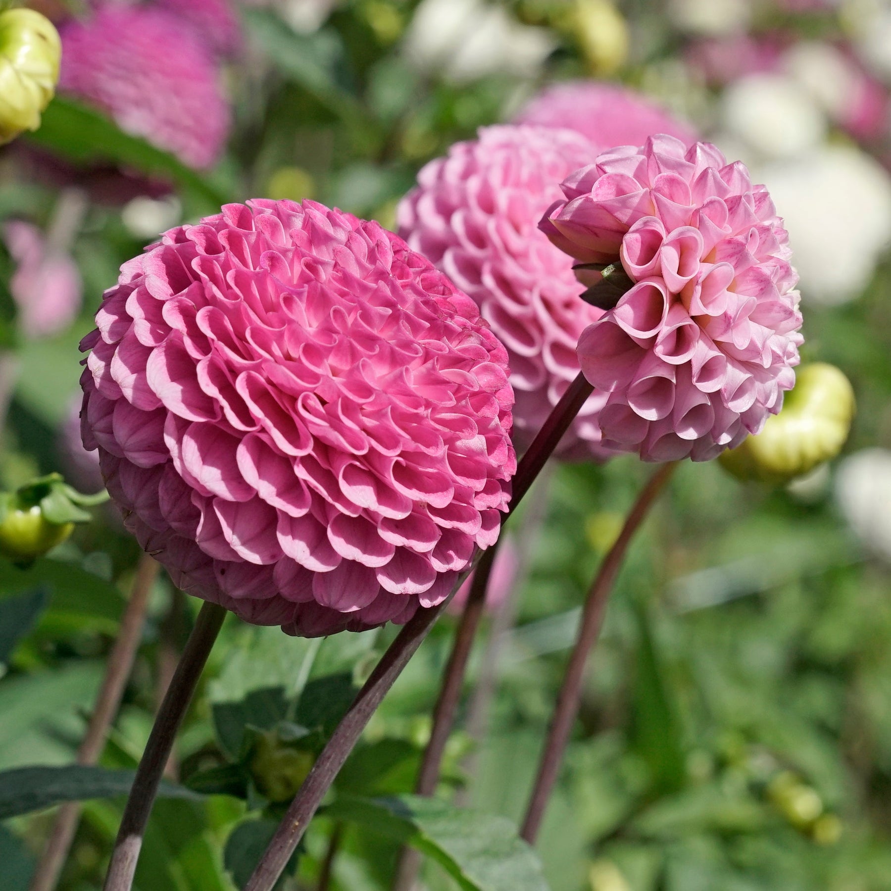 Dahlia Maaike - Dahlias - Fluwel
