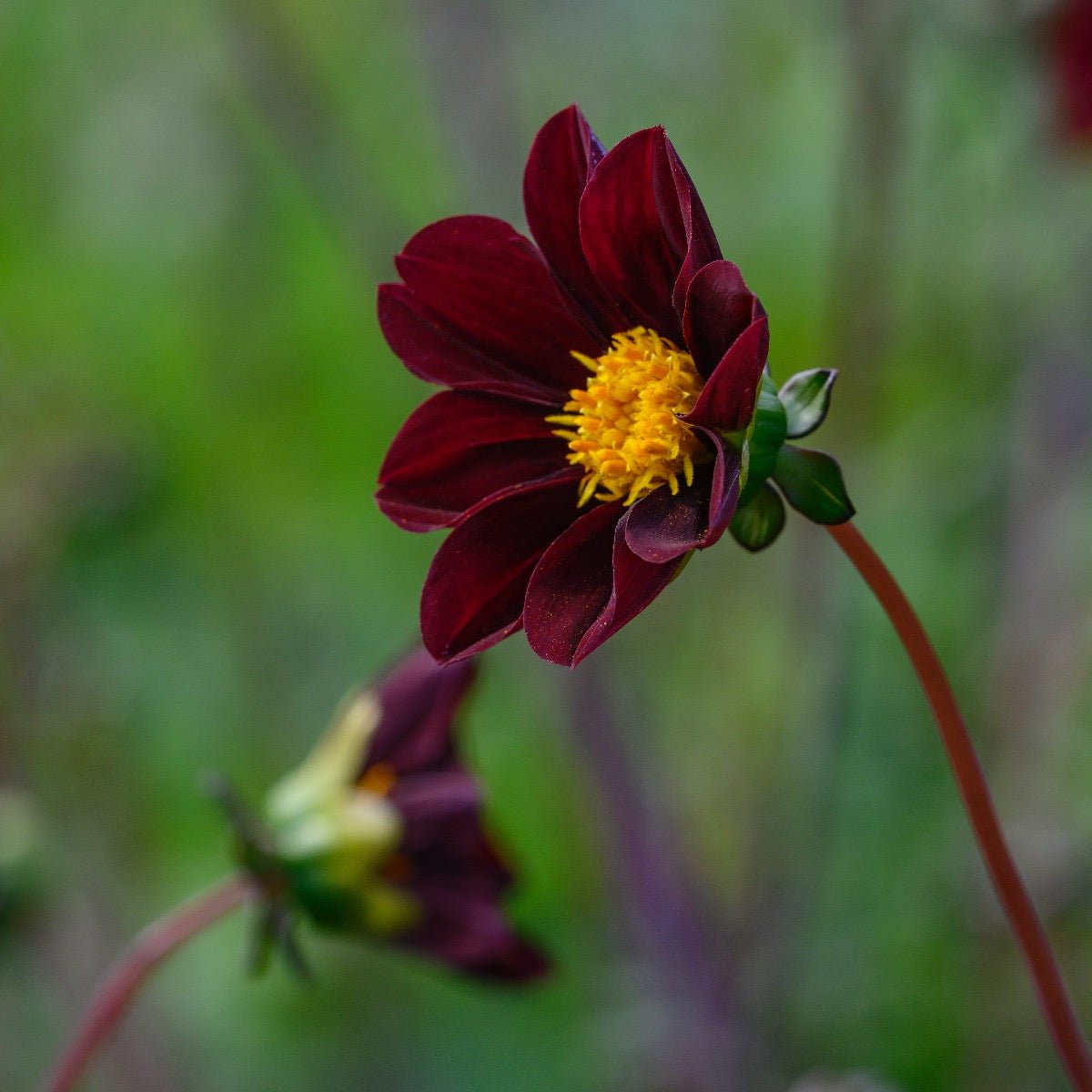 Dahlia Mexican Star - Dahlias - Fluwel