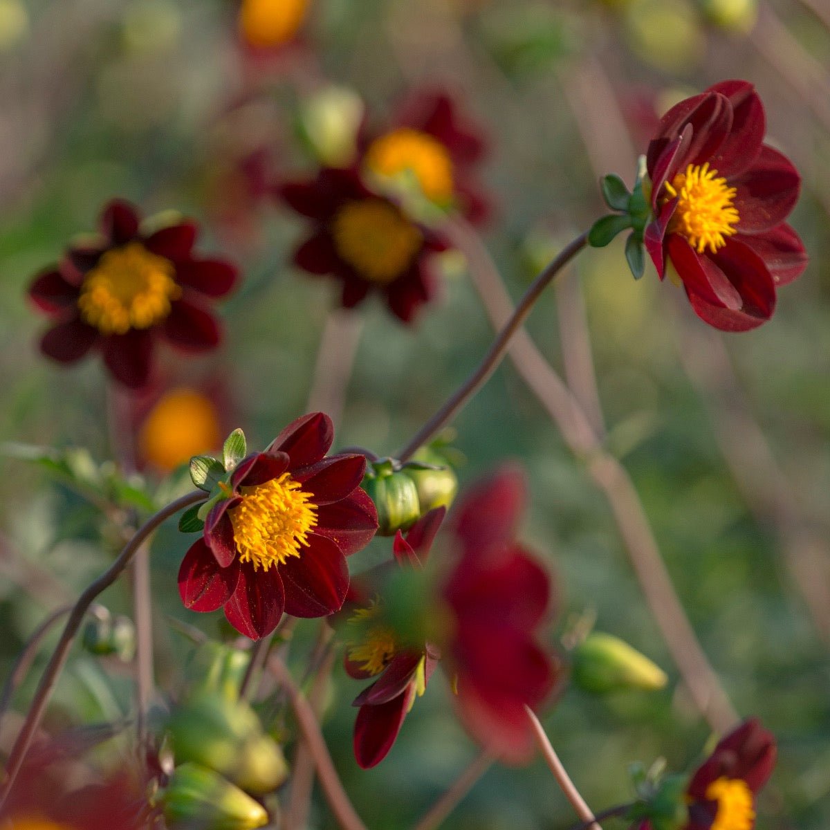 Dahlia Mexican Star - rode dahlia - Fluwel