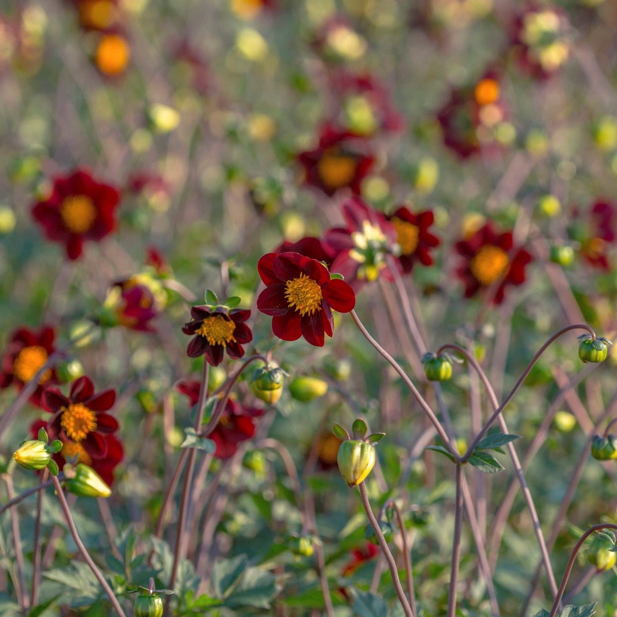 Dahlia Mexican Star - Dahlias - Fluwel
