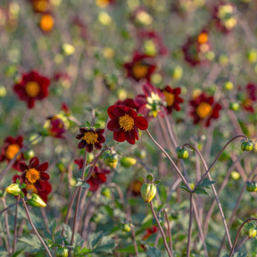 Dahlia Mexican Star - Dahlias - Fluwel