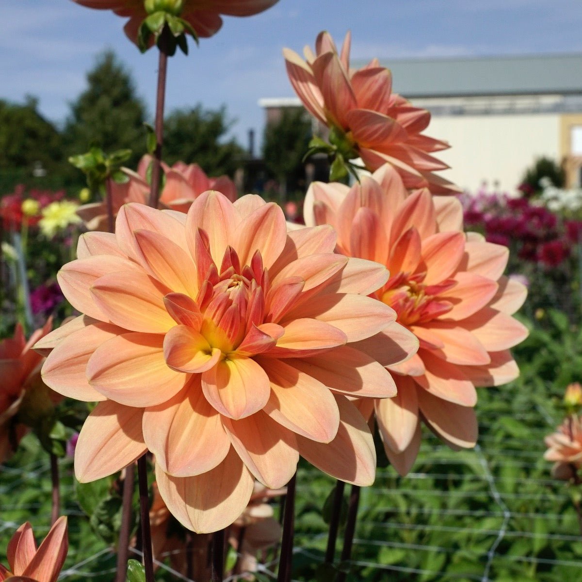 Dahlia Mister Frans - roze dahlia - Fluwel