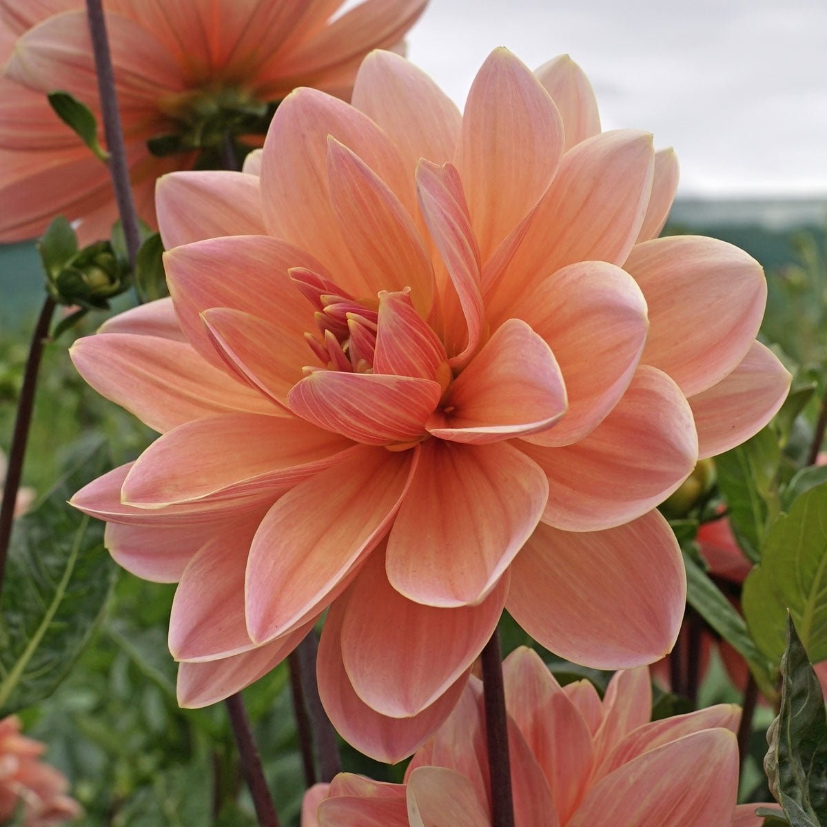 Dahlia Mister Frans - Dahlias - Fluwel